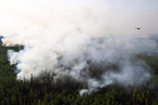 西伯利亚森林大火连烧逾半年 俄地方政府为何消极以待