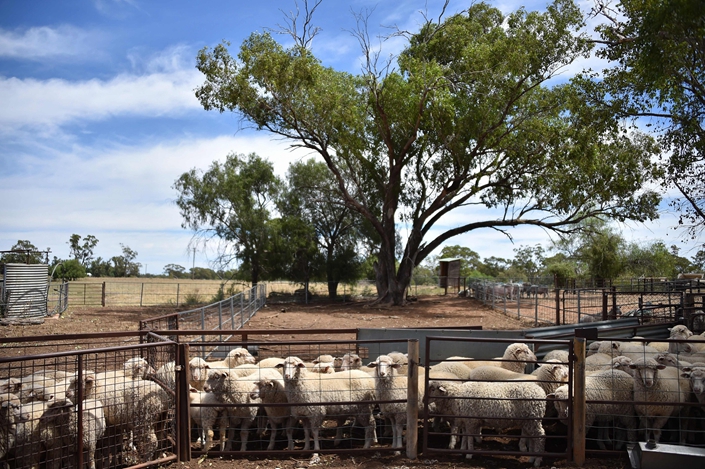 Captive sheep wait to be shorn in Tranji, New South Wales, Australia, on Feb. 21, 2018. Photo: VCG