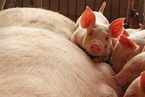 农业部：生猪产能下滑基本见底 力争明年底恢复到80%