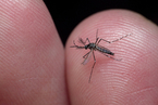 让蚊子“绝后” 美环保署批准释放24亿只转基因蚊子