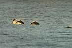 英吉利海峡海豚体内发现高浓度化学污染物