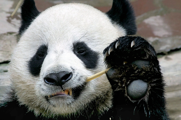 Chuang Chuang eats bamboo at the Chiang Mai Zoo in northern Thailand. Photo: VCG