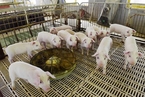 胡春华：生猪稳产保供重大而紧迫 力争明年基本恢复