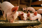 9月生猪存栏下降41%  猪肉价格上涨69%