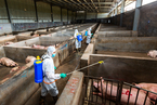 农业农村部再度发文  全面排查非法非洲猪瘟疫苗