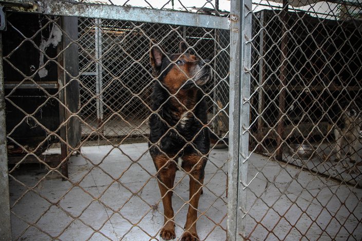 A stray dog at an animal rescue center in Beijing. Photo: IC Photo