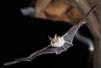 为何蝙蝠感染MERS病毒不患病？ 新研究或揭谜底