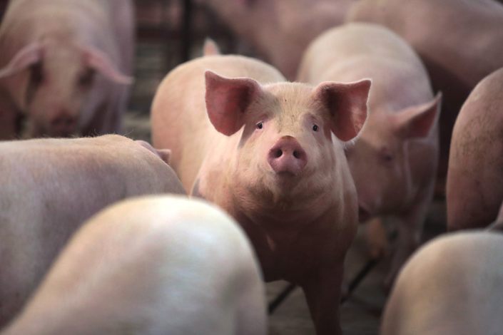 Pigs raised on a farm in the U.S. on May 5.