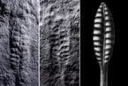 中国三峡新发现四种叶状体化石 距今约5.5亿年