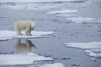 研究：本世纪末“新北极”气候将诞生“无冰北极”