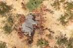 博兹瓦纳通报大象神秘死亡原因 由蓝藻细菌所致