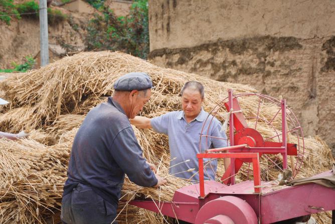 图：王长山（右一）与高湾村村民一起收麦子