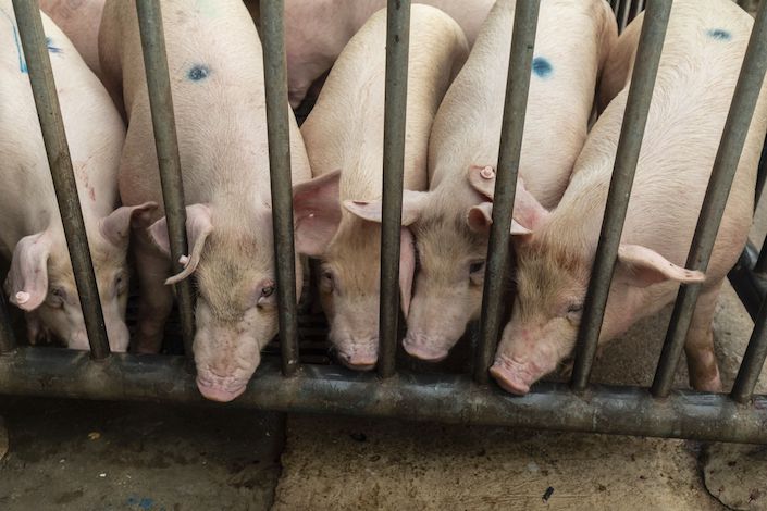 Pigs stand in a holding pen at a wholesale market in Nanning