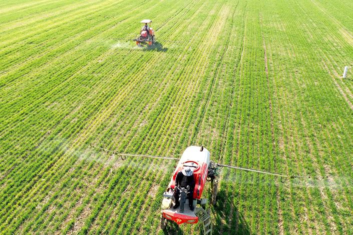 Farmers spray a crop of wheat to kill pests on Feb. 19 in Bozhou, East China’s Anhui province. Photo: VCG
