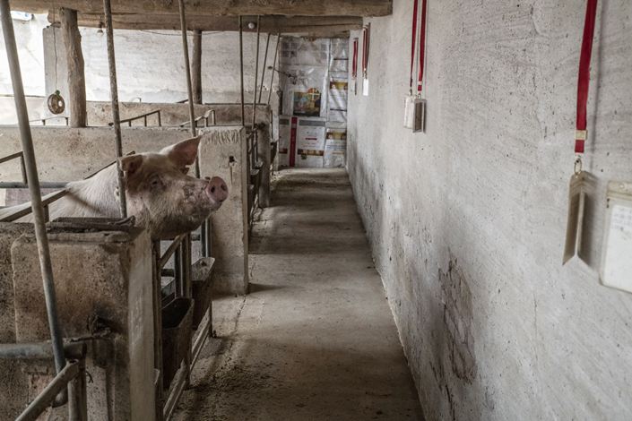 A pig is kept in a pen at a pig farm in Langfang, Hebei province, on April 1, 2019. Photo: Bloomberg