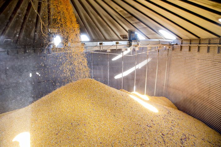 Corn falls into a grain bin on a farm during harvest in Princeton