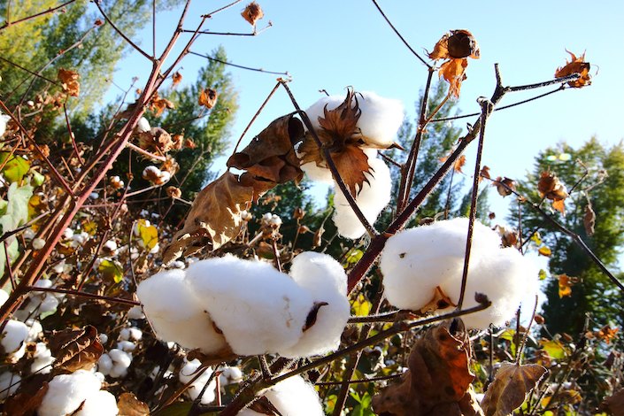 Cotton field in a Xinjiang farm.