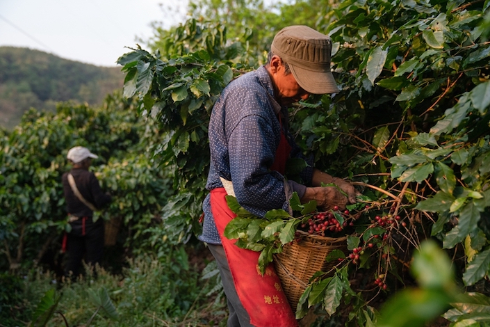Coffee farmer Li Faneng and wife Luo Dafeng pick coffee cherries in the fields of Nanping Town, Pu'er City, Yunnan Province.