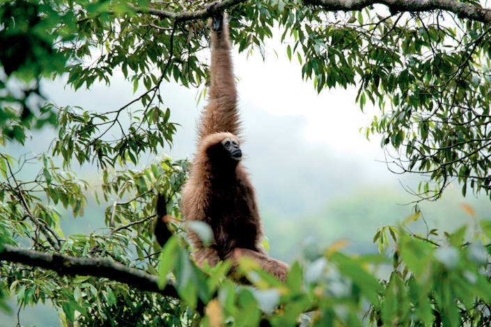 Partheno, a single female Skywalker hoolock gibbon living in Nankang, Gaoligong nature reserve. Photo: Li Jiahong