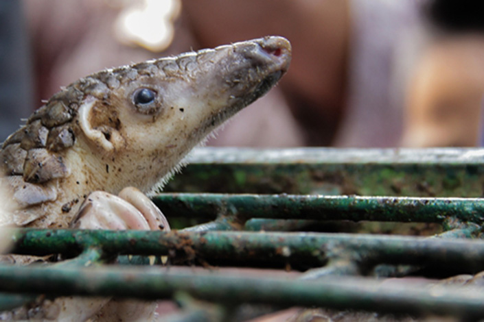 Pangolins were upgraded in China to “level one” protected animals in June last year, although they have been listed as protected since 1989 and pangolin hunting was banned in 2007.