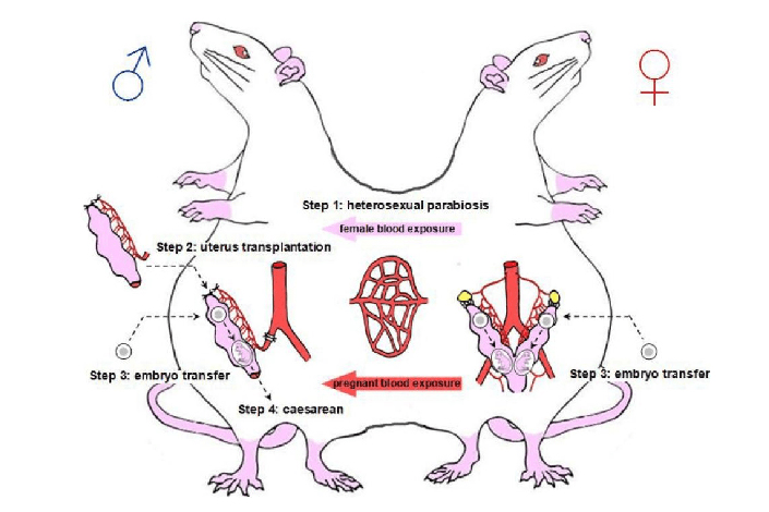 A diagram of a pregnant male rat from the study. Photo: bioRxiv