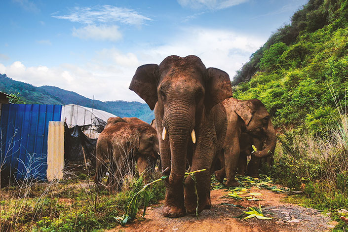Elephants walk down a country road in Yuxi, Southwest China’s Yunnan province. Photo: VCG