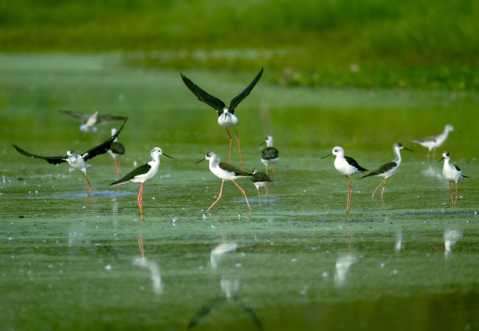 A flock of black-winged stilts congregate in the Poyang Lake Wetland in East China’s Jiangxi province on Sept. 15. Photo: VCG