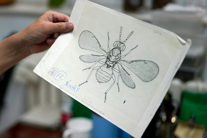 A sketch of a white moth drawn by Yang Zhongqi, the chief scientist of the Chinese Academy of Forestry.