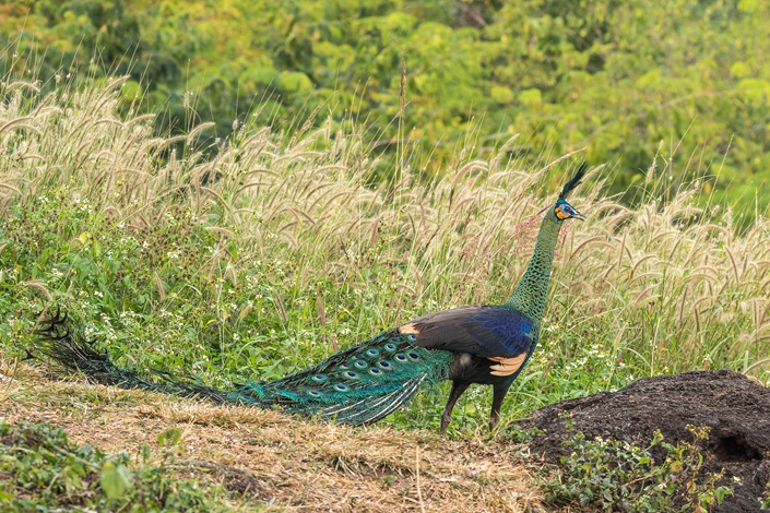 Green peafowl are listed as 