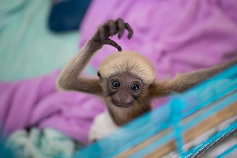 云南省德宏州野生动物收容救护中心通过人工干预，成功繁育出全国首例东白眉长臂猿，为繁育研究白眉长臂猿提供了宝贵的经验，目前小猿猴健康状况良好。图/视觉中国