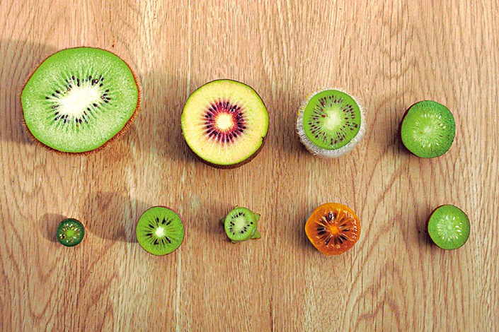 Different kiwifruit varieties can be distinguished by their different colors. Photo: VCG