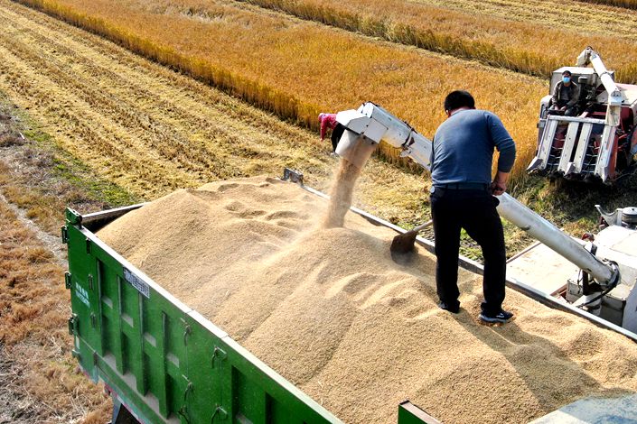 Farmers harvest rice on Nov. 18 in Nantong, East China's Jiangsu province. Photo: VCG