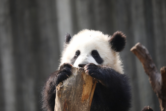 A giant panda in the protection center in Chengdu, Sichuan province