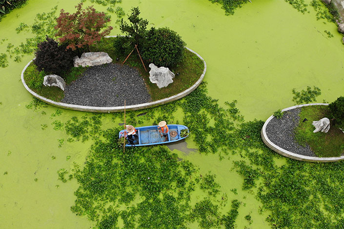 Volunteers clean water hyacinth from a river in East China’s Zhejiang province in July 2021. Water hyacinth is one of the most prevalent invasive species in China. Photo: VCG