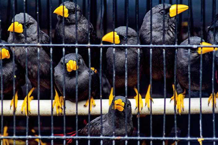 The smuggling of 633 illegal wildlife from Makassar is thwarted at the Tanjung Perak Port, Surabaya. The 633 wild animals consist of six white crested kaka birds, 19 Tanimbar parrots, 285 turtles, 313 Rio-Rio starlings, and 10 Sulawesi black pigeons. Photo: VCG