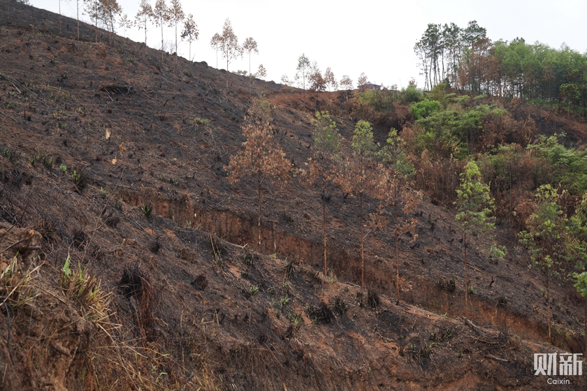3月23日，广西藤县琅南镇莫琅村坠机点附近山坡，树木可见明显燃烧痕迹。图/财新 梁莹菲