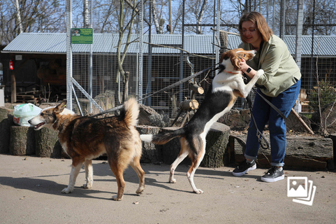 当地时间2022年3月26日，乌克兰利沃夫，一名妇女在“获救动物之家”收容所与狗狗玩耍。据法新社报道，乌克兰利沃夫市成立了一家“获救动物之家”收容所，专门收留乌克兰难民在撤离时留下的小动物。收容所经理Orest zalypsky估计，自俄乌冲突开始以来，他的收容所已经收留了1500只动物。图：Aleksey Filippov/视觉中国
