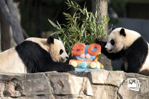 当地时间2022年4月16日，美国华盛顿史密森国家动物园举行中美大熊猫合作繁育项目50周年庆祝活动，旅美大熊猫“美香”和“小奇迹”享用50周年纪念的水果蛋糕。图：Jose Luis Magana/视觉中国