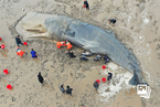 聚焦全球鲸鱼救援，让“海洋巨人”重归大海