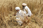 能源内参｜印度禁止小麦出口 全球粮价或进一步升高；杭州地铁“一把手”主动投案