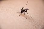 蚊子叮的包越大，毒性越大？招蚊子与血型有关？错的！｜解释