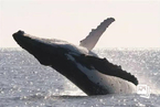 保护鲸类——神秘而脆弱的海洋精灵
