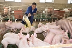 【市场动态】国家发改委将适时采取措施 以防范生猪价格过快上涨