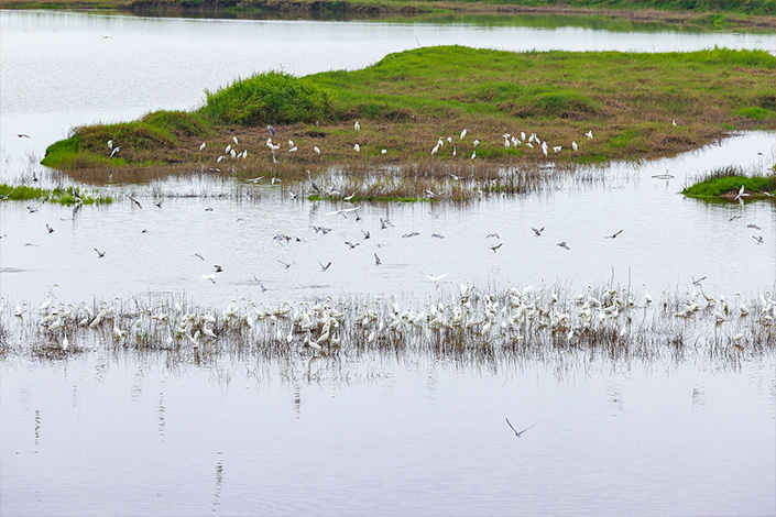 White cranes congregate in 2021 at Poyang Lake in Nanchang, East China’s Jiangxi province. Photo: VCG