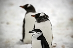 研究：企鹅进化速度慢 恐难以适应南极气候变化