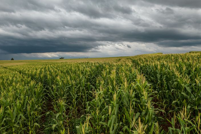 Corn grows in a field on a farm near Londrina, Parana state, Brazil, on Monday, May 30, 2022. Photo: Bloomberg