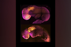 又有研究者用干细胞合成了小鼠胚胎，这一次有何不同？｜科学