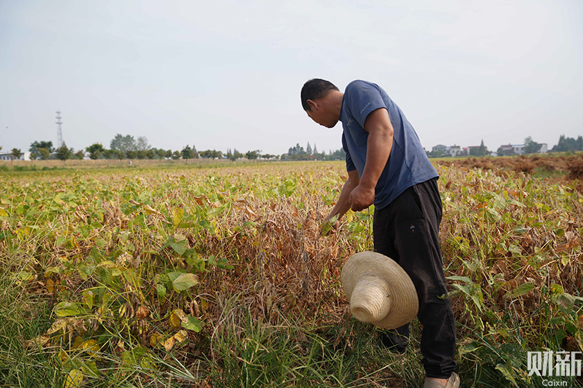 Local farmer He Ping stands among dried-up crops in Tuanjie, a village in Hunan province, on Aug. 28. Photo: Caixin