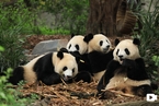 专栏｜爱熊猫的正确姿势