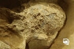 湖北发现距今约百万年欧亚内陆最完整直立人头骨化石